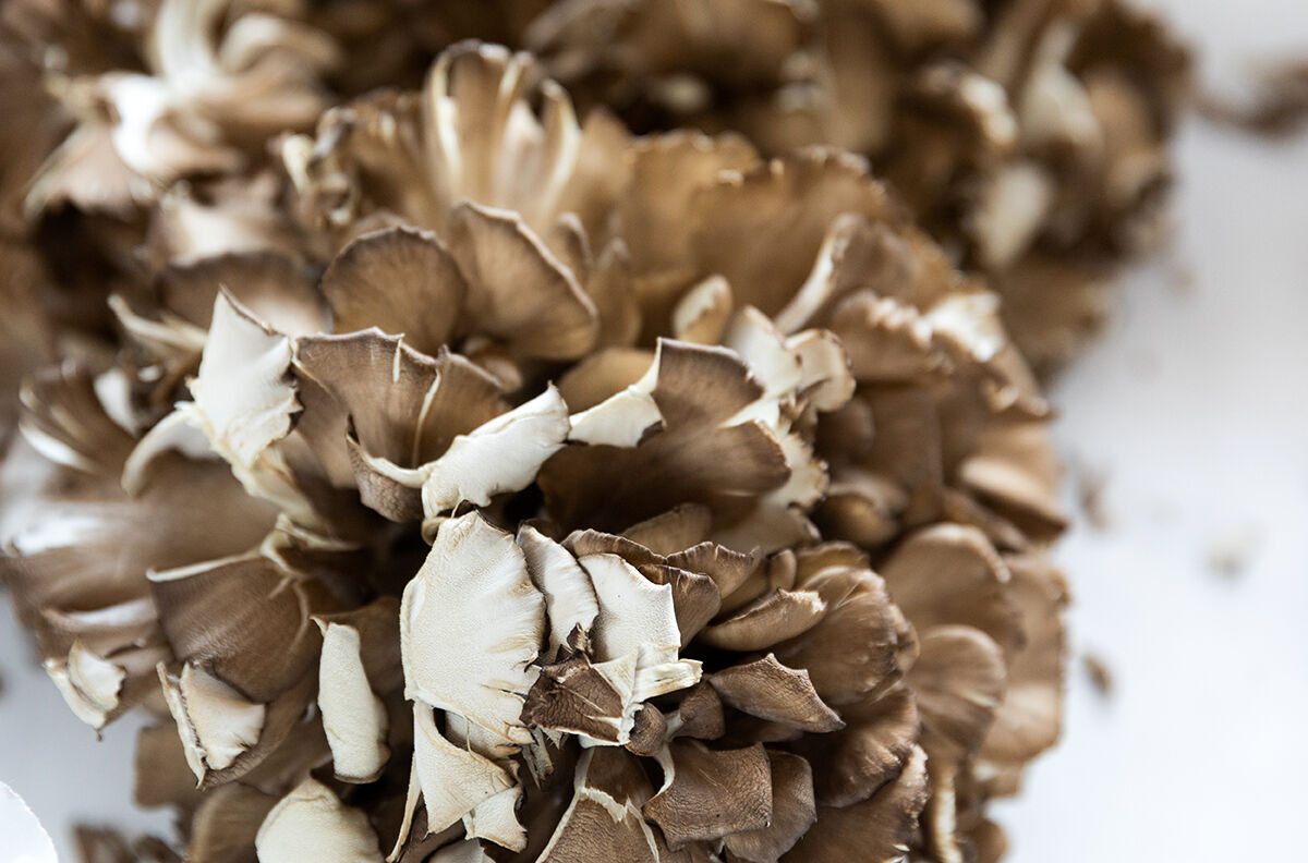R&R Maitake